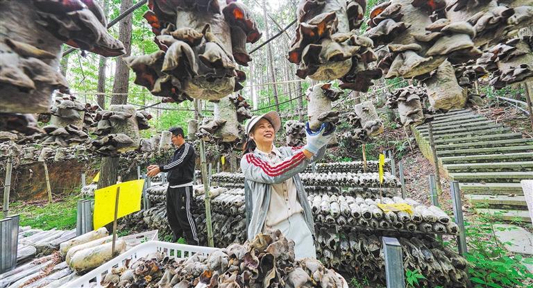 量发展产业调研】林下生金冰球突破游戏网站【高质(图2)
