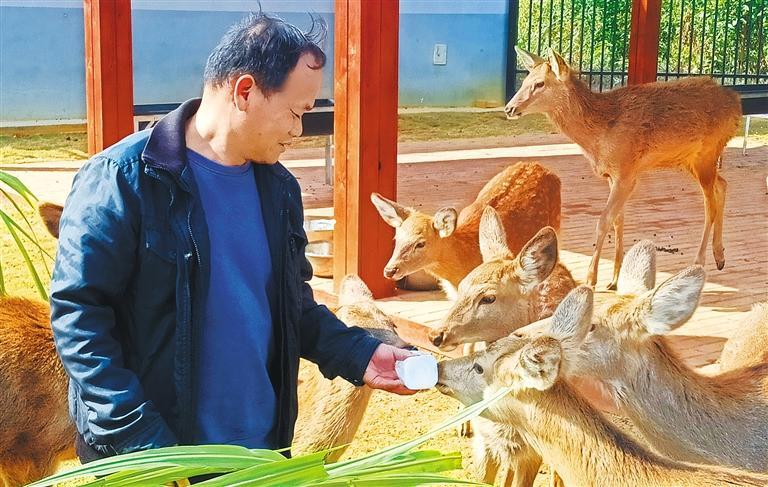 量发展产业调研】林下生金冰球突破游戏网站【高质(图3)